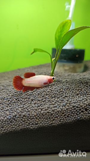 Рыбка петушок молодь