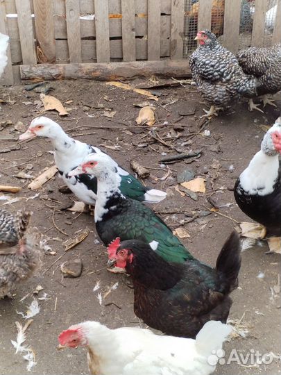 2 индоутки и селезень