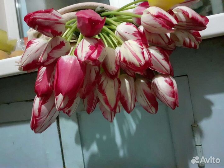 Цветы тюльпаны