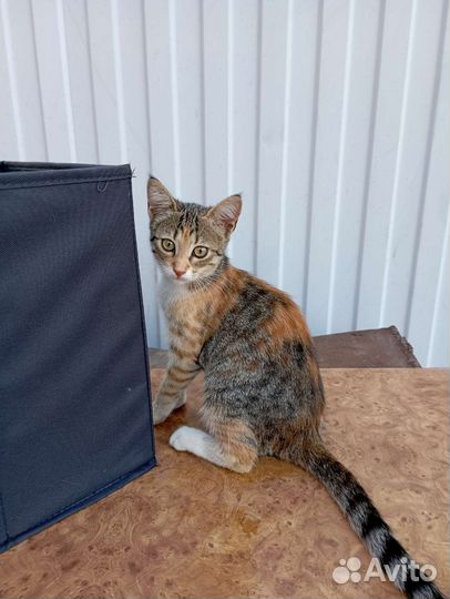 Кошечка в добрые руки