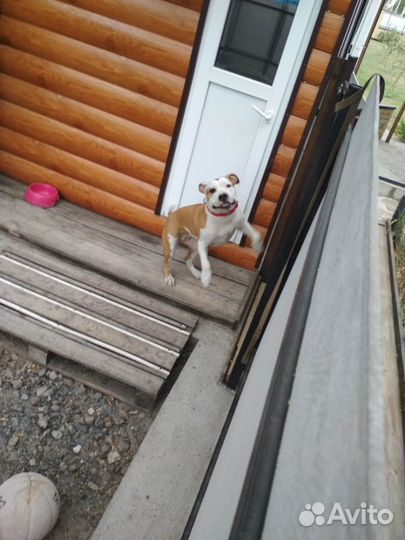 Передержка - зоогостиница для собак