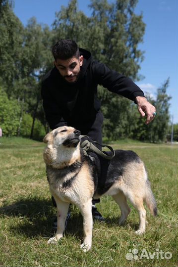 Молодой ласковый послушный пес в добрые руки
