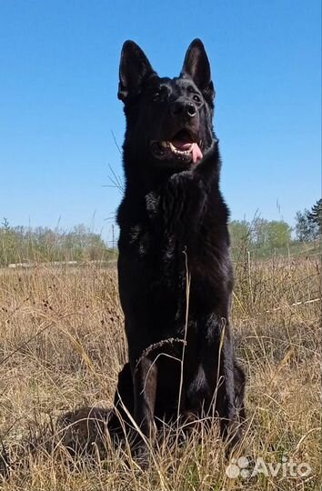 Восточноевропейские щенки