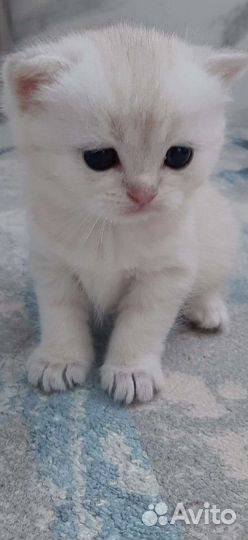 Шотландская