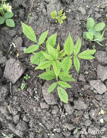 Саженцы малины