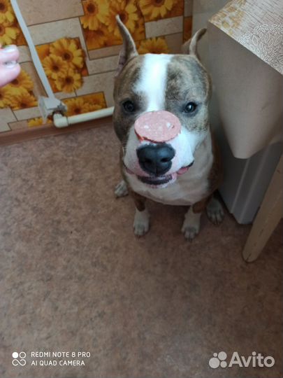 Отдам в добрые руки