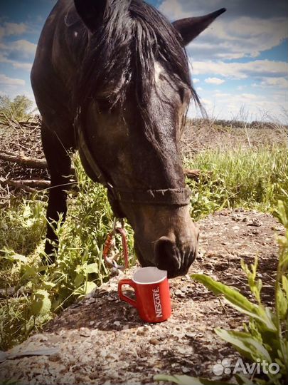 Конский навоз