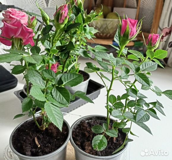 Роза комнатная домашняя, осталось 2 кустика