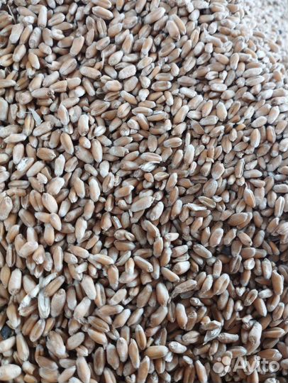 Продаю Пшеницу и Ячмень