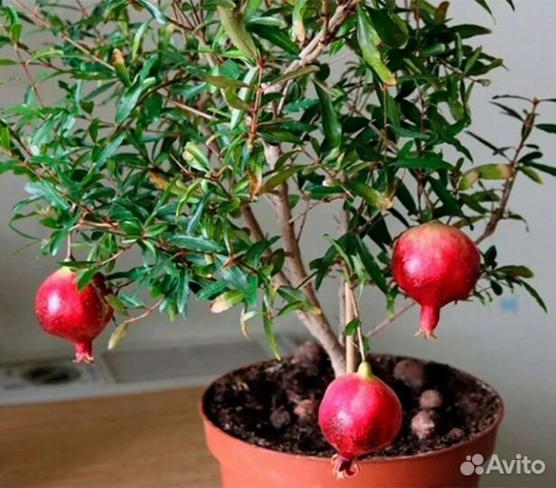 Саженец граната