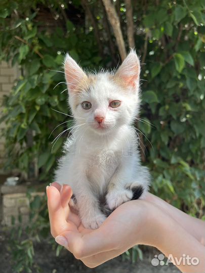 Кошка Фрося