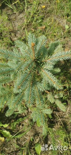 Саженцы ель голубая