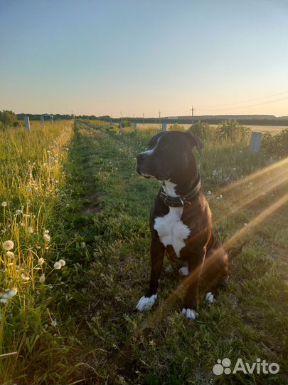 Питбуль вязка