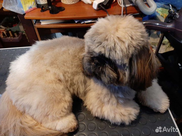 Груминг для собак