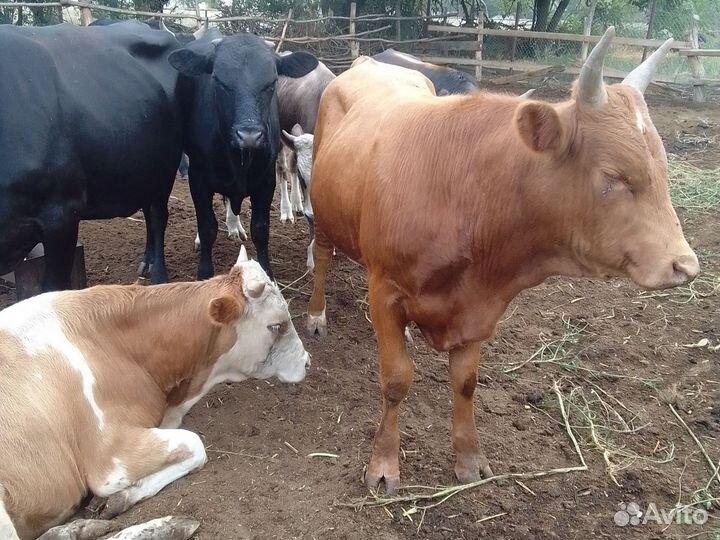 Бычки на откорм