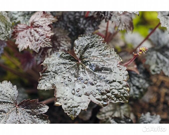 Гейхера Blackout
