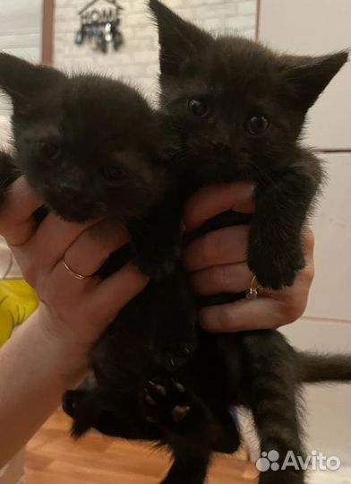 Котята мальчик и девочка