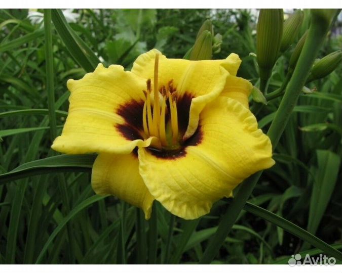 Лилейник Bumble Bee