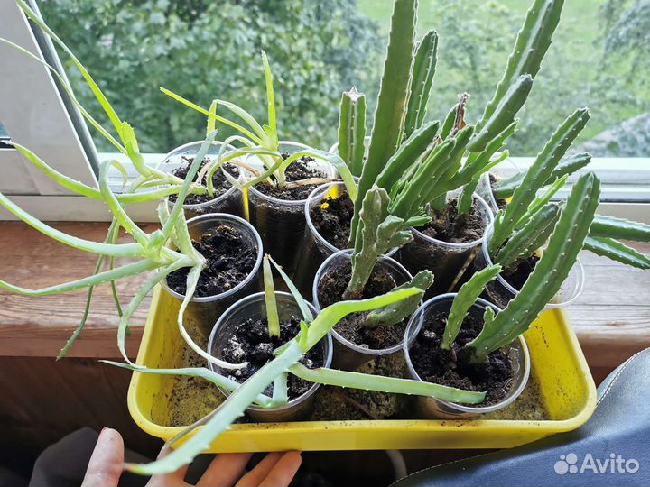 Комнатные цветы бесплатно