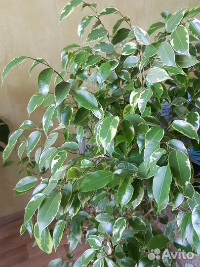 Фикус Бенджамина вариегатный