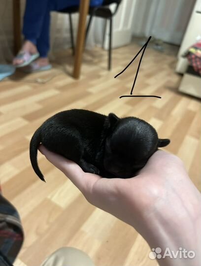 Собаки чихуахуа щенок