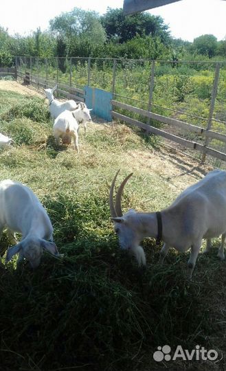 Зааненская дойная коза