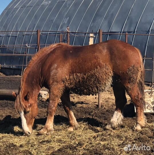Продам жеребцов Советских тяжеловозов