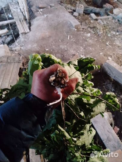 Дубовые веники для бани, пихта под заказ