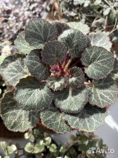 Комнатные цветы разные