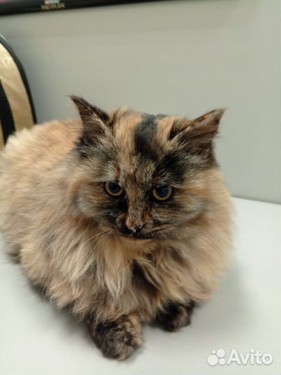 Стерилизованная молодая кошечка в добрые руки