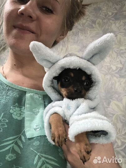 Одежда для собак