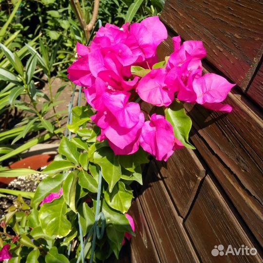 Бугенвиллия Vera Deep Purple. Комнатные растения