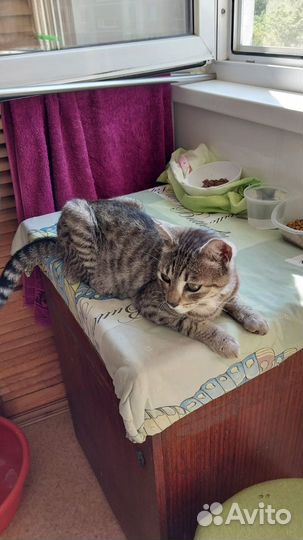 Найден кот Ищем прежних или новых хозяев