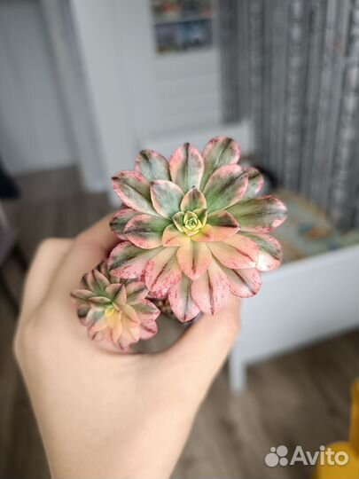 Eonium Bronze medal variegated (