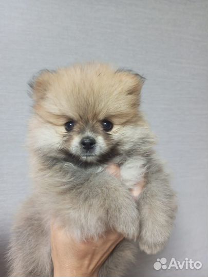 Померанский шпиц мини