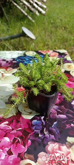 Очиток шестирядный