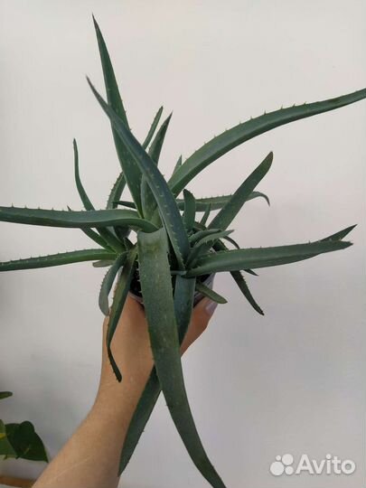 Алоэ столетник