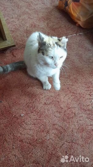 Кошка сирота