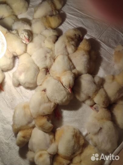 Цыплята бройлеры
