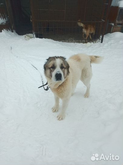 Животные собаки