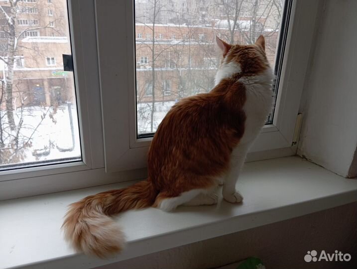 Ишет добрых родителей чудесный Рыжик, 8 мес