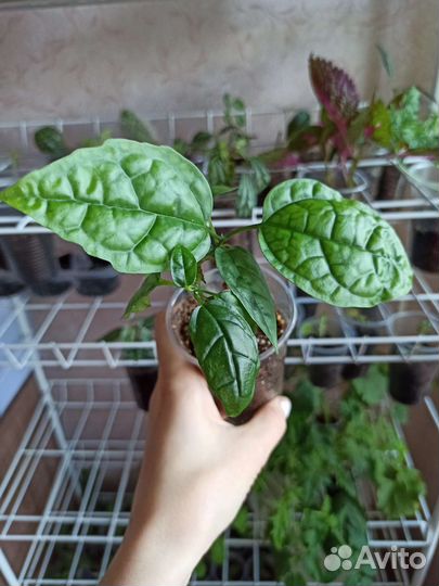 Комнатные цветы: Руэллия, клеродендрум, пилея