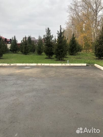 Сосна,ель, кедр, лиственница и тд