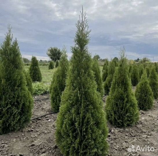 Туя Смарагд с доставкой