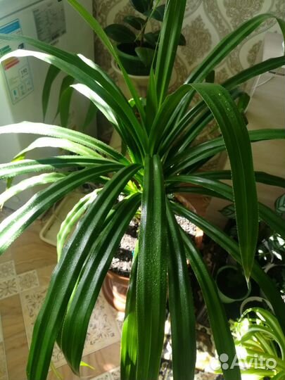 Пальма Панданус