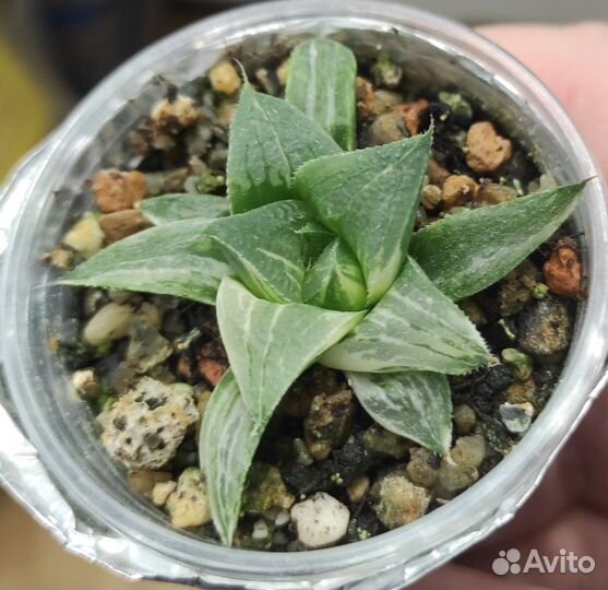 Хавортия вариегатные - 3