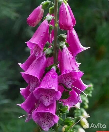 Цветы для сада