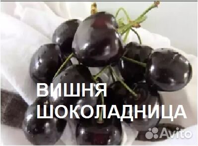 Саженцы вишни