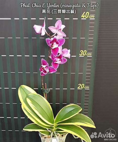 Орхидея фаленопсис