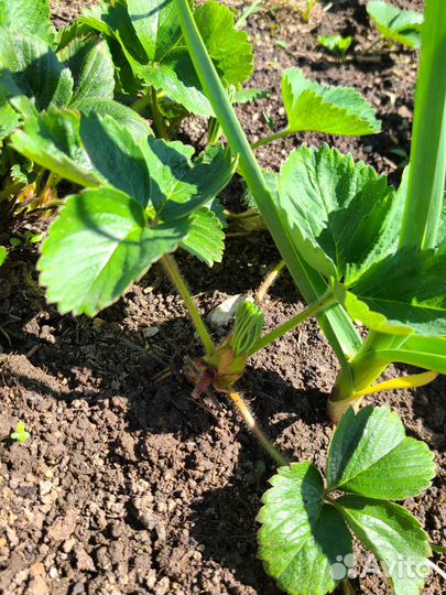 Рассада клубники, земклуники зкс/окс, саженцы, усы